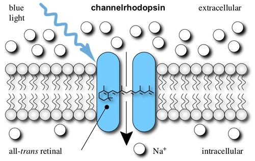 Channelrhodopsin