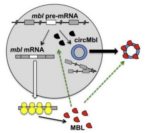 MBL protein