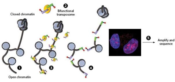 ATAC-seq