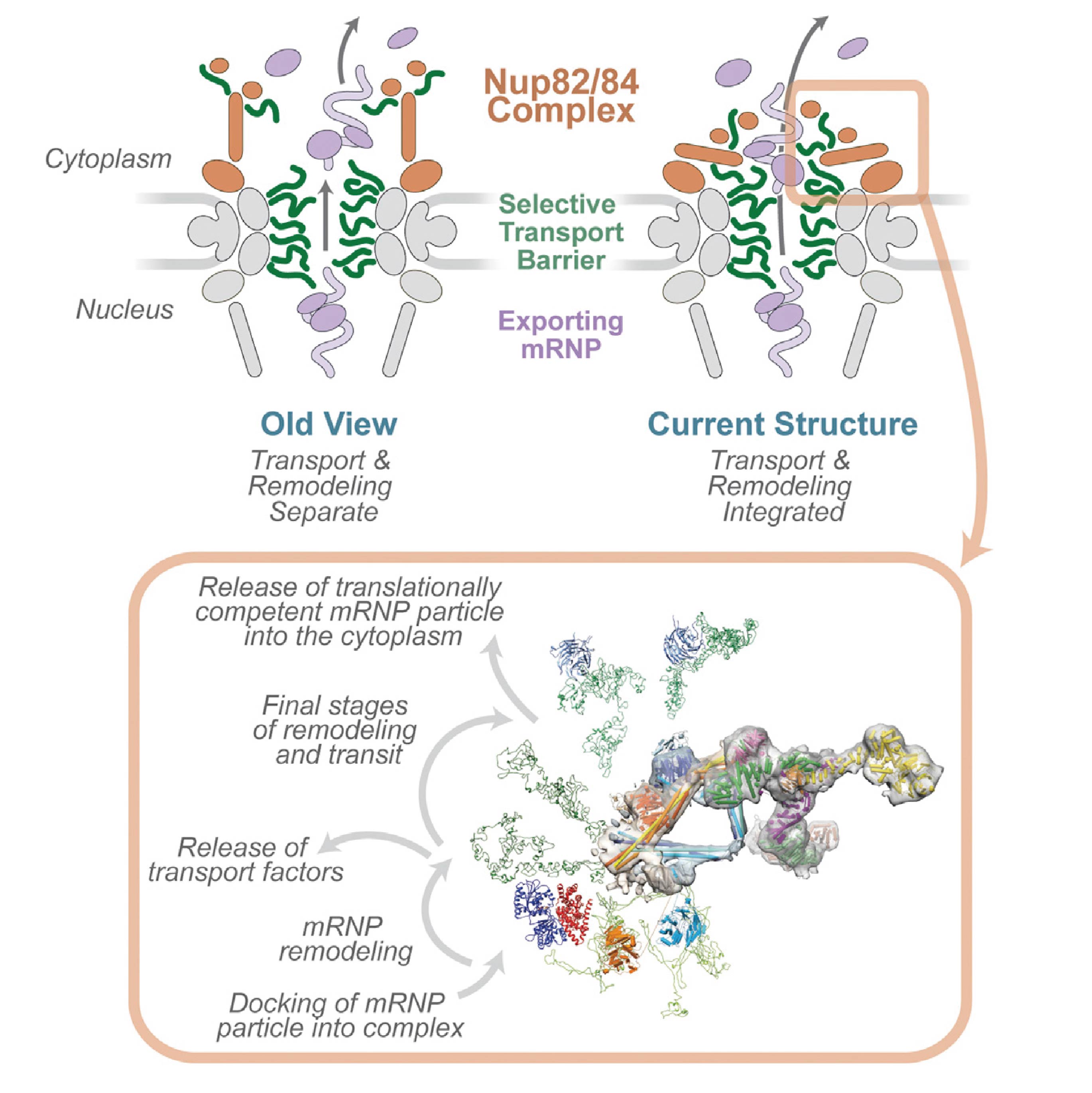 RNA