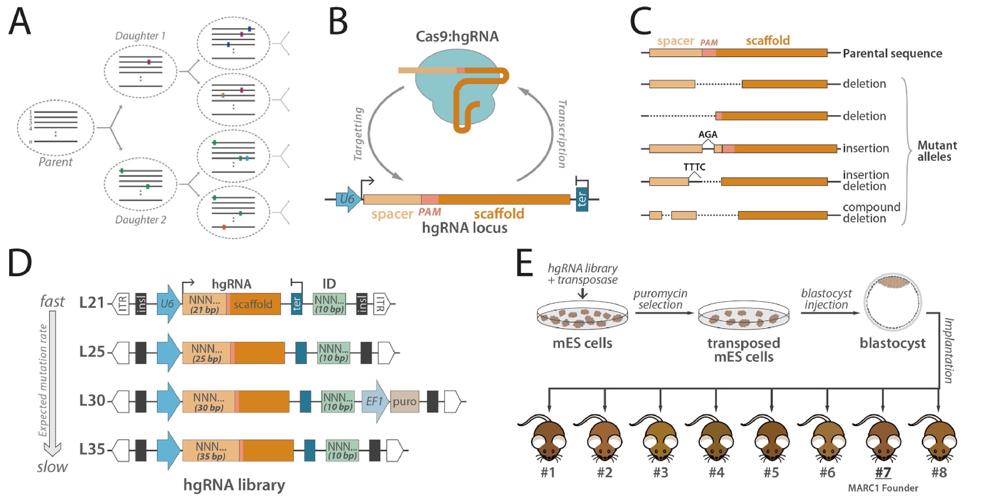 Cas9