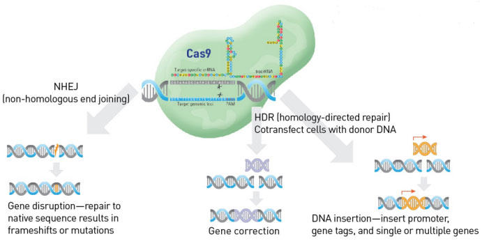 CRISPR/Cas9