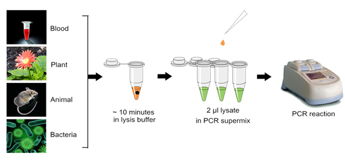 Direct PCR Kit