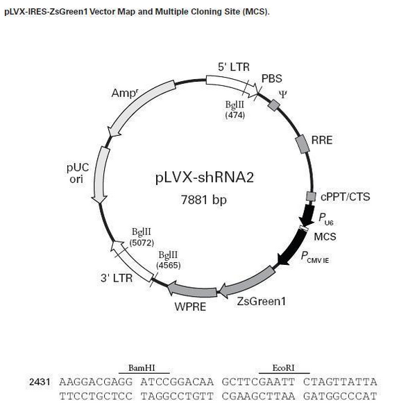 Lentiviral cloning vector maps 1