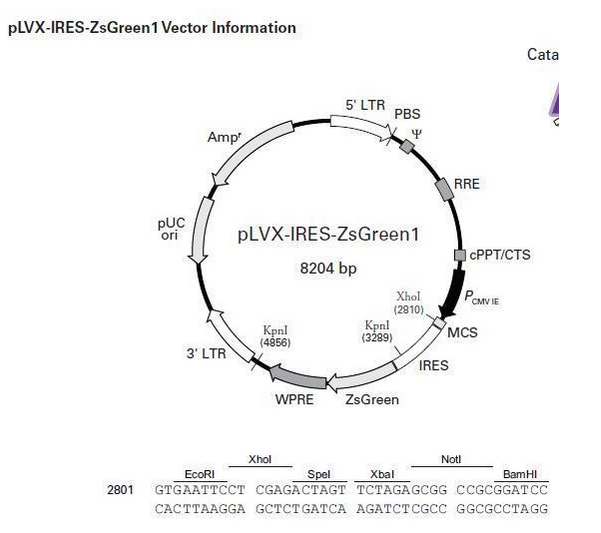 Lentiviral cloning vector maps