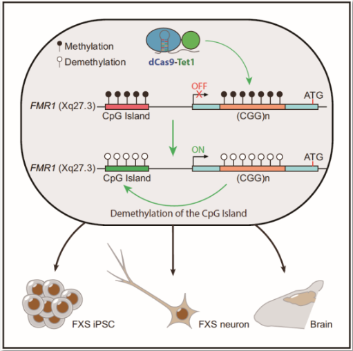 Methylation