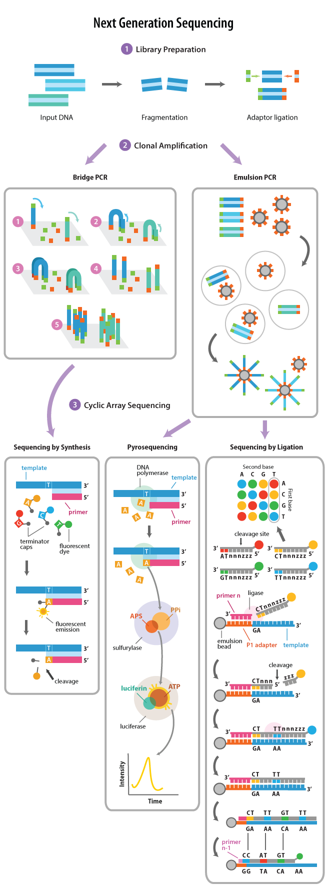 Next_Generation_Sequencing_NGS_Comparisons_of_Sequencing_By_Ligation_Sequencing_By_Synthesis_Pyrosequencing