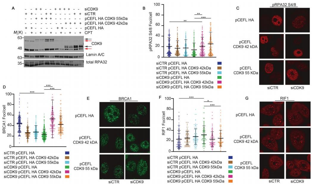 Figure 1. CDK9 isoforms regulate DNA damage response.