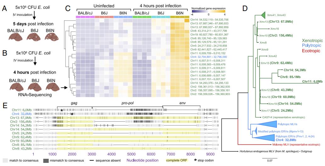 Figure 1. ERV expression correlates with abscess susceptibility.