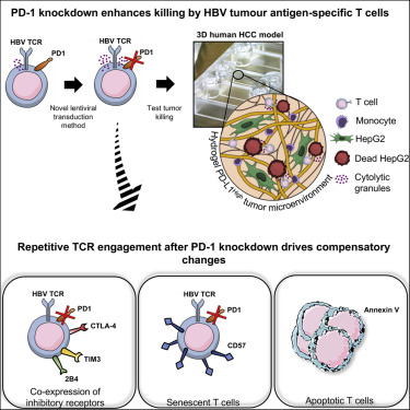 Reprogramming T cells