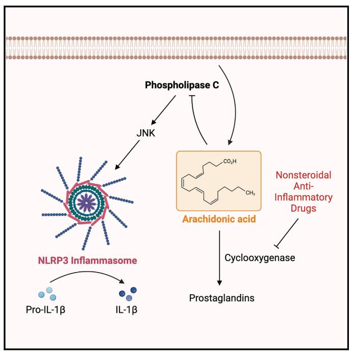 Figure 1. AA inhibits NLRP3-mediated IL-1β production by blocking the activities of phospholipase C and the downstream protein kinases PKD and JNK. 