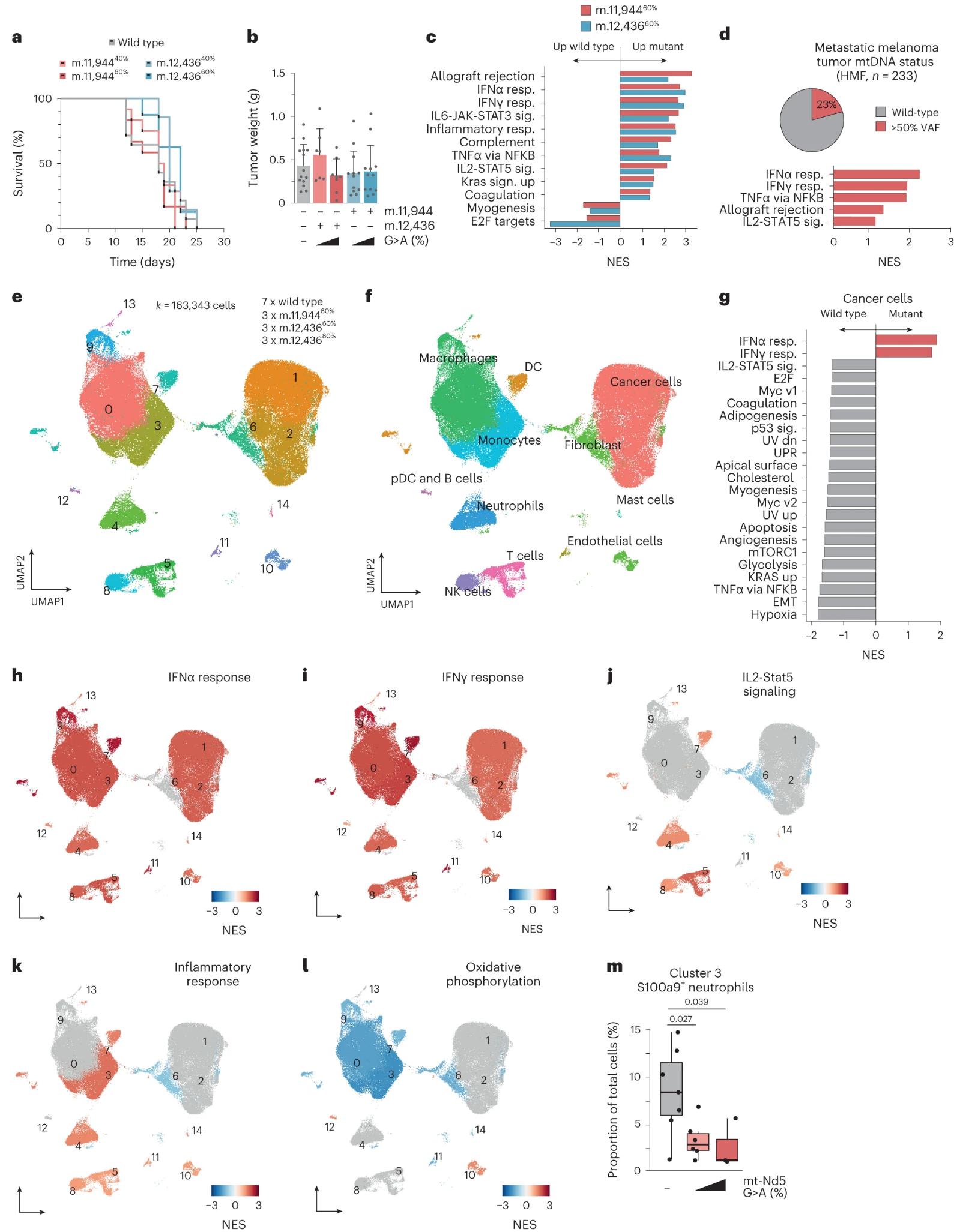 Figure 1. Tumor mtDNA mutations reshape the immune microenvironment.