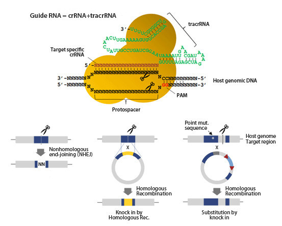 cas9