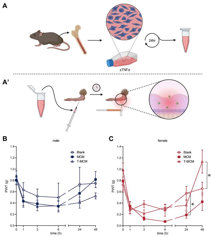 Figure 1. Female mice exhibit prolonged pain after hindpaw injection and TNFα dependant pain resolution.