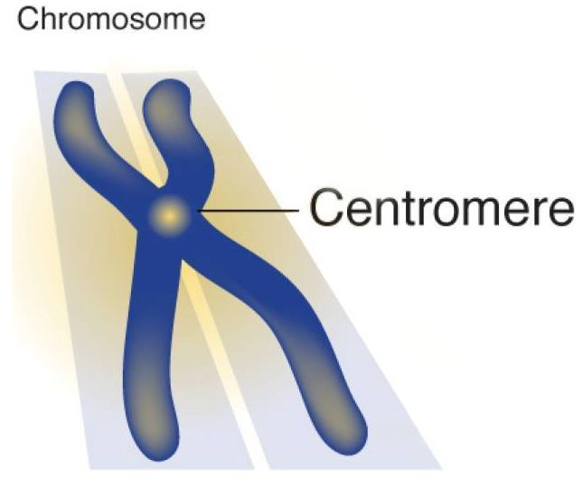 chromosome