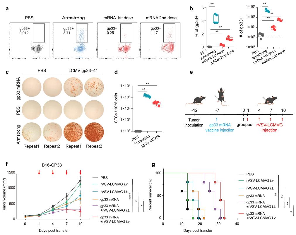 Figure 2. mRNA tumor vaccine combined with oncolytic virus improved the therapeutic effect. (Fu R, et al. 2024) 