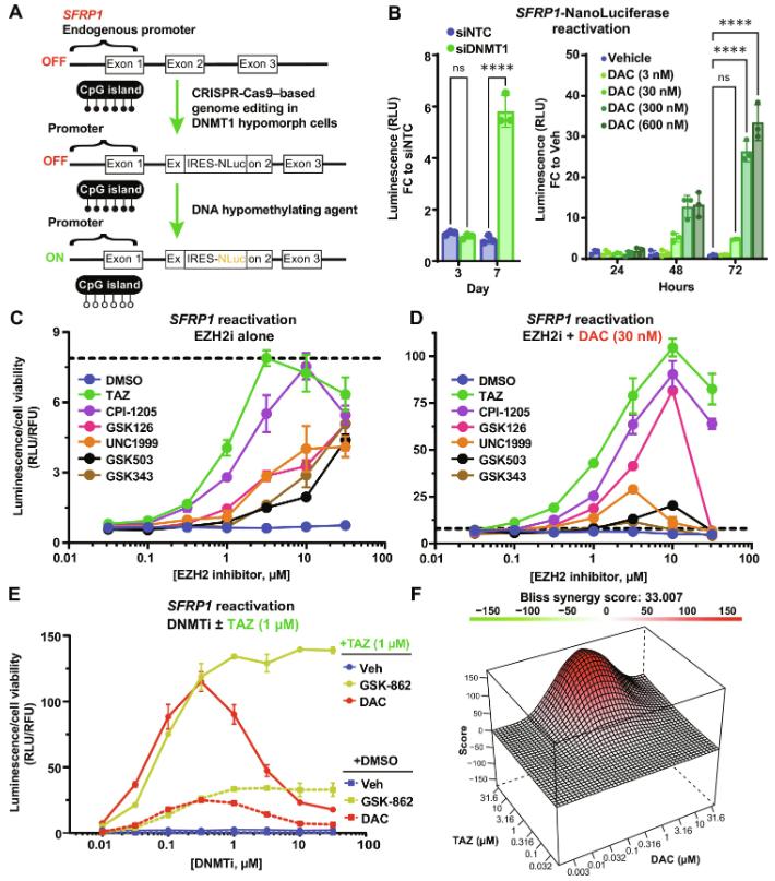 Figure 1. Select EZH2is enhance the transcriptional activating effects of DNA hypomethylating agents. 