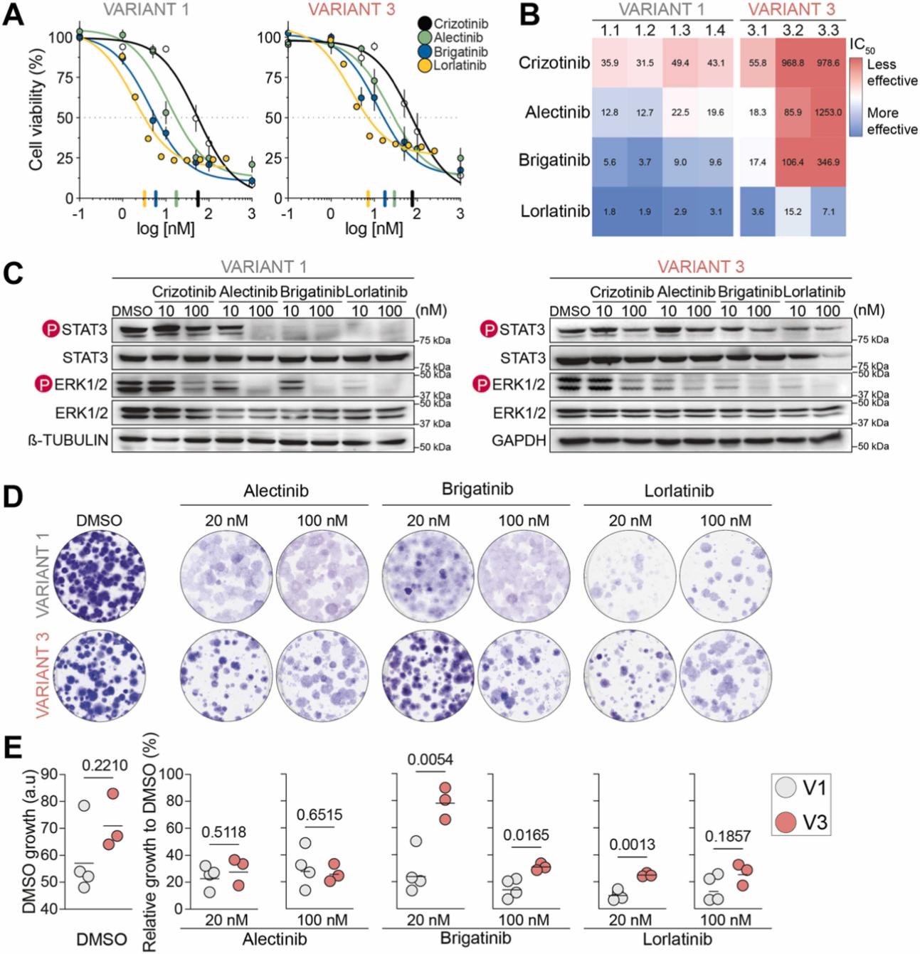 Figure 1. Eml4-Alk variant 1 and variant 3 show different responses to ALK inhibitors. (Diaz-Jimenez A, et al. 2024)