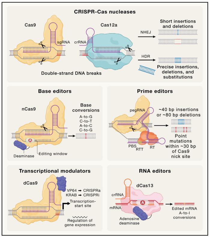 Figure 2. Current CRISPR editing technologies.