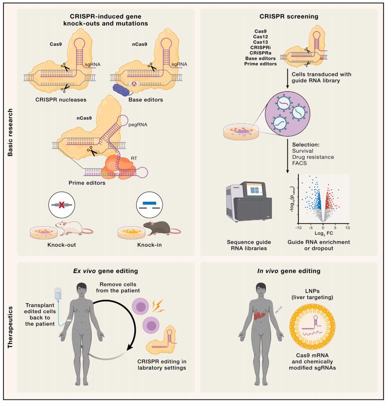Figure 3. Applications of CRISPR genome editors relevant to human health.