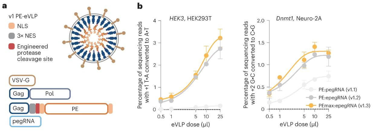 Figure 1. a, Schematic of v1 PE-eVLPs. b, Prime editing efficiencies of v1 PE-eVLPs.