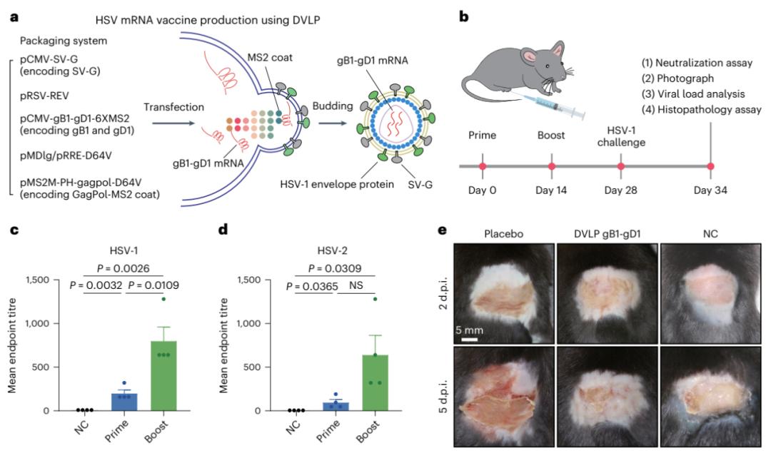 Figure 1. HSV vaccine production schematic and prevention effect display based on DVLP platform. (Yin, Di, et al. 2024)