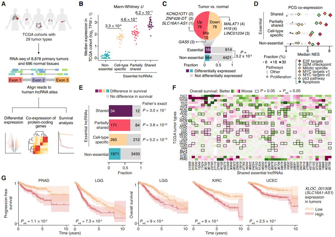 Figure 2. Essential lncRNAs are differentially expressed in tumors and correlate with survival.