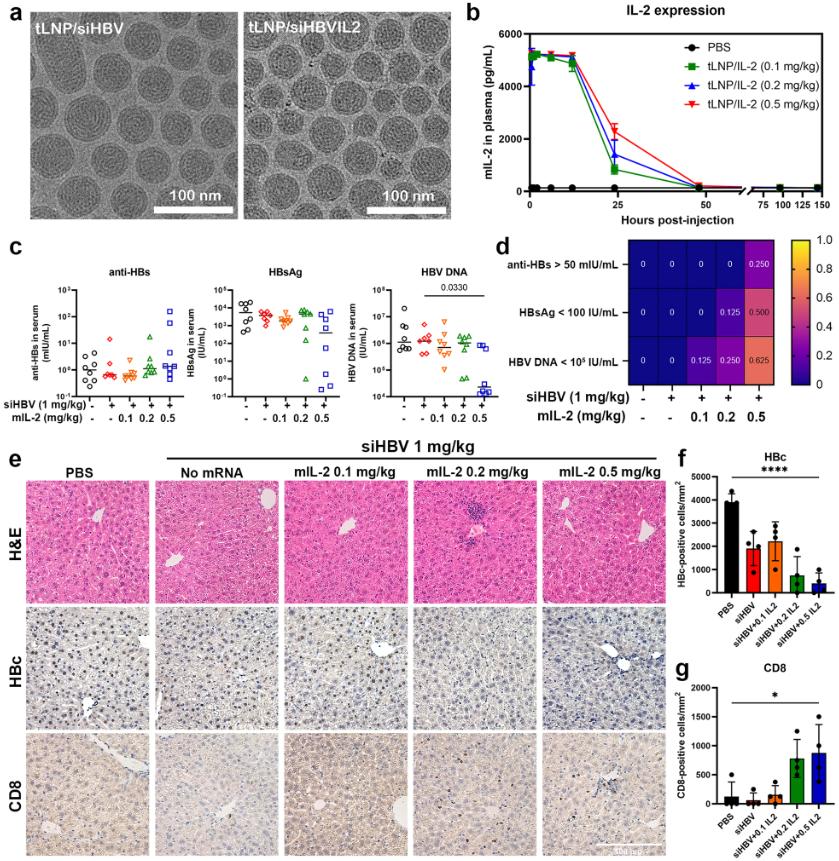 Figure 2. Additive antiviral efficacy of tLNP/siHBVIL2 in rAAV-HBV1.3 mouse model.
