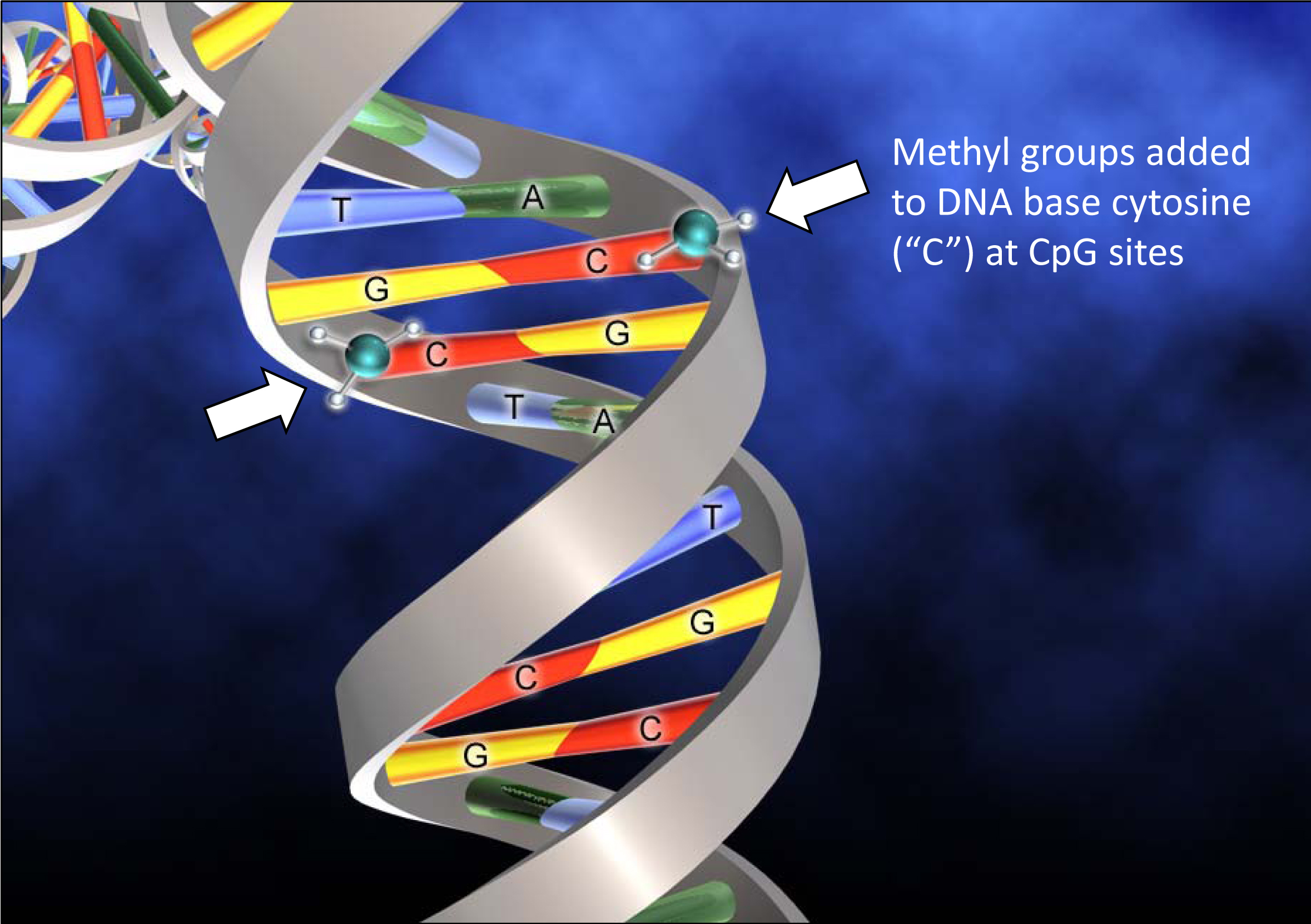 DNA Methylation