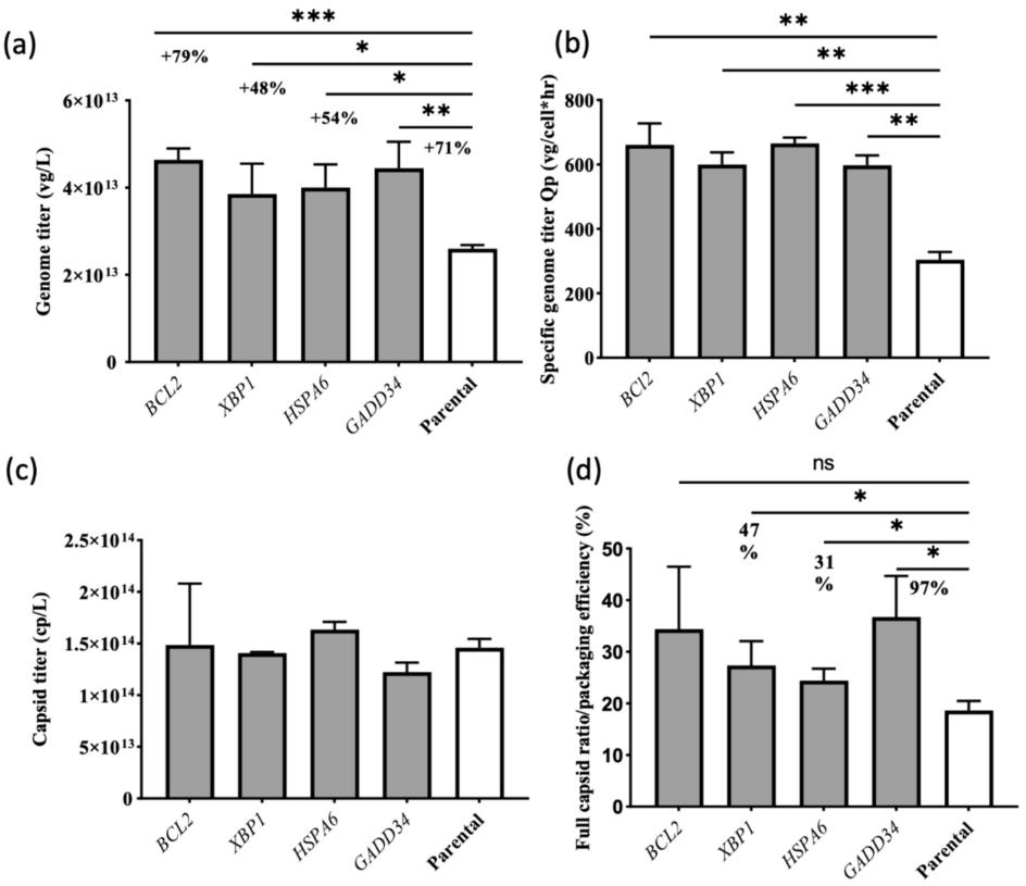 Figure 2. Transient transfection for AAV2 production in HEK293T cells for both overexpressed stable pools and parental cells in the high-producing condition.