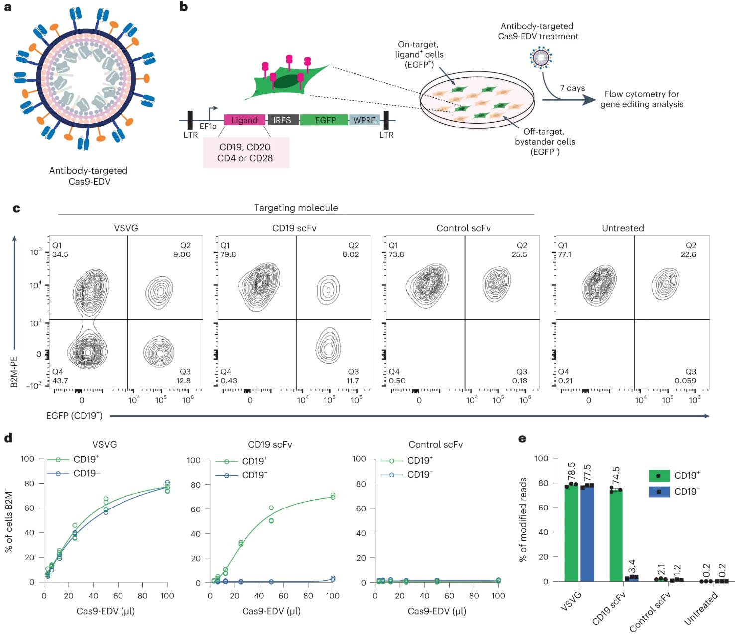 Figure 1. Cell-specific genome editing with antibody-targeted Cas9-EDVs.