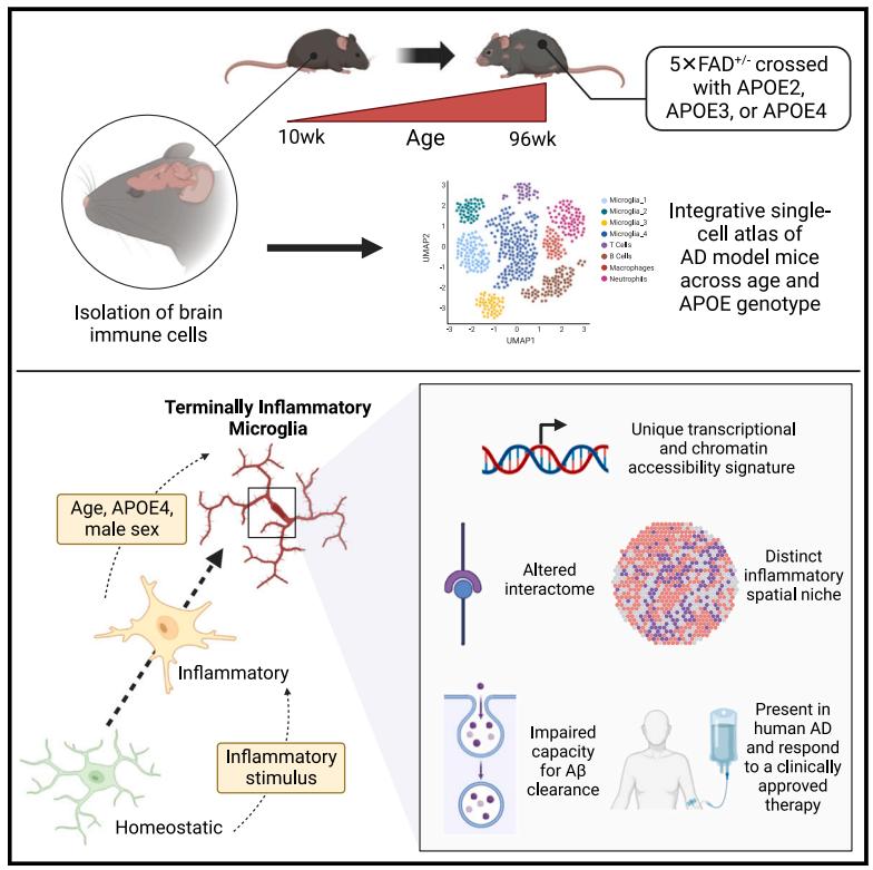 Figure 1. Age and APOE4 enrich for TIM, microglia co-expressing stress and inflammatory markers.