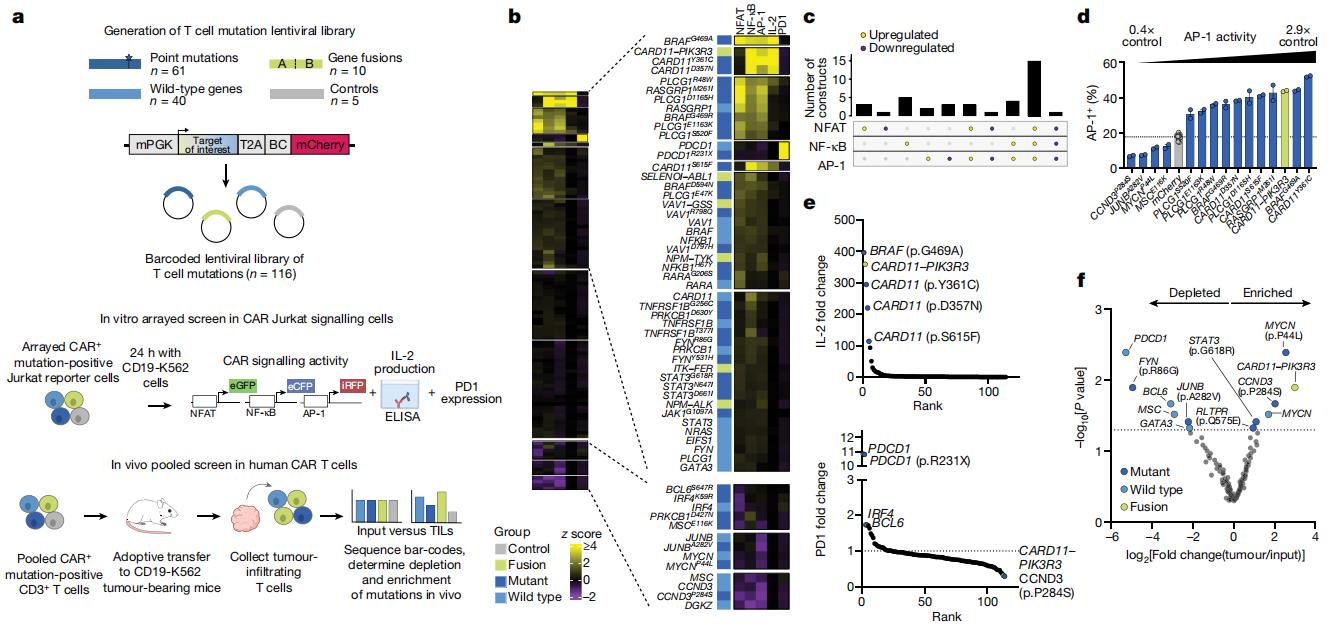 Figure 1. In vitro and in vivo screening identifies T cell mutations that reprogram CAR signalling and functional outputs.