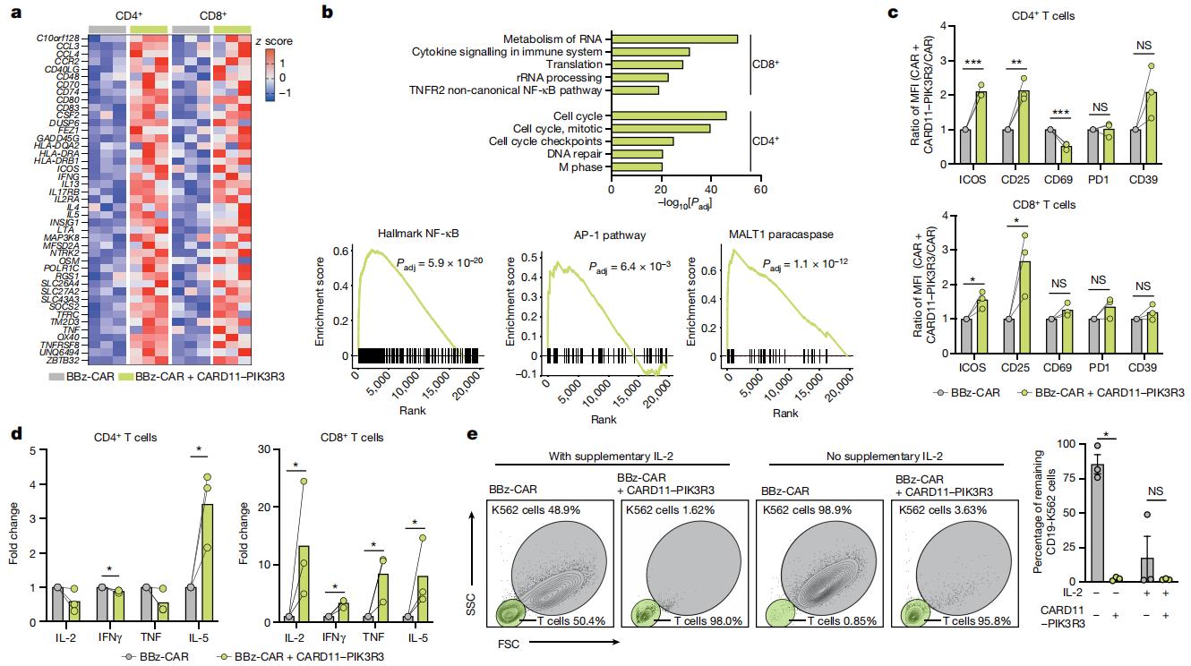 Figure 2. CARD11-PIK3R3 expression leads to signalling, transcriptional and functional enhancements in primary human CD8+T cells.