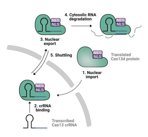 Figure 1. Schematic illustration of nucleocytoplasmic shuttling Cas13d to transport crRNAs to the cytosol.