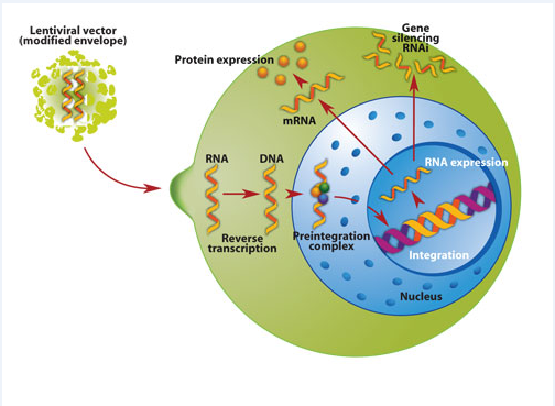 lentivirus trans