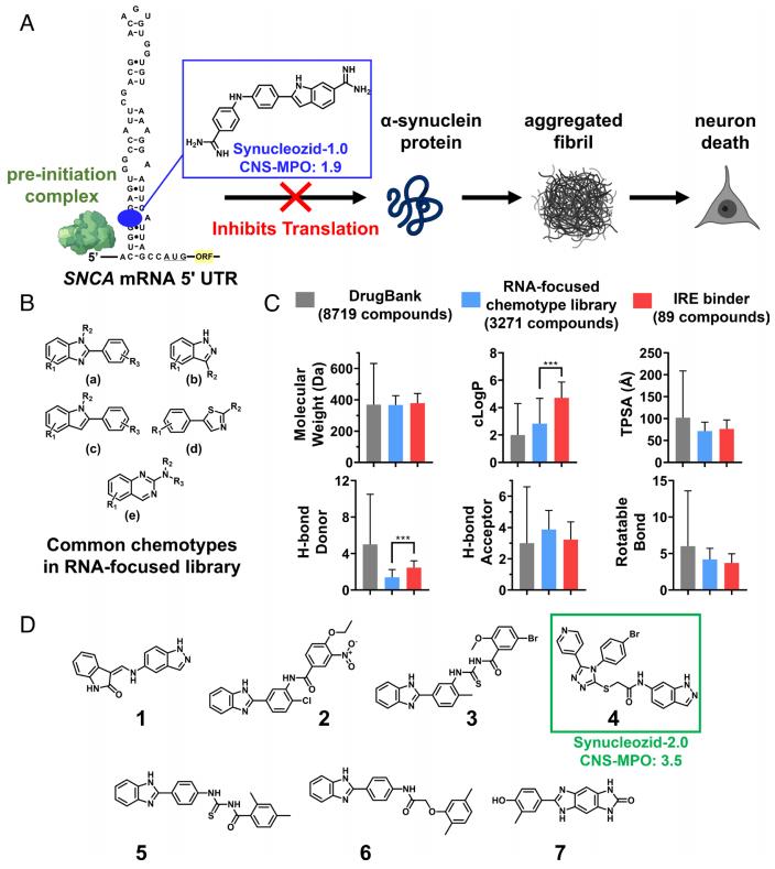 Figure 1. Schematic depiction of α-synuclein-mediated disease pathway shows small molecules targeting the SNCA IRE can inhibit α-synuclein translation.