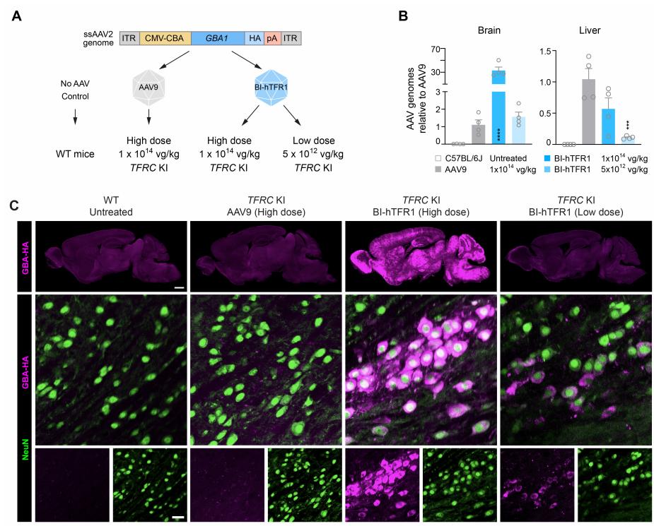 Figure 1. BI-hTFR1 efficiently delivers GBA1 and increases GCase activity in the brains of TFRC KI mice. (Huang, Qin, et al. 2024)