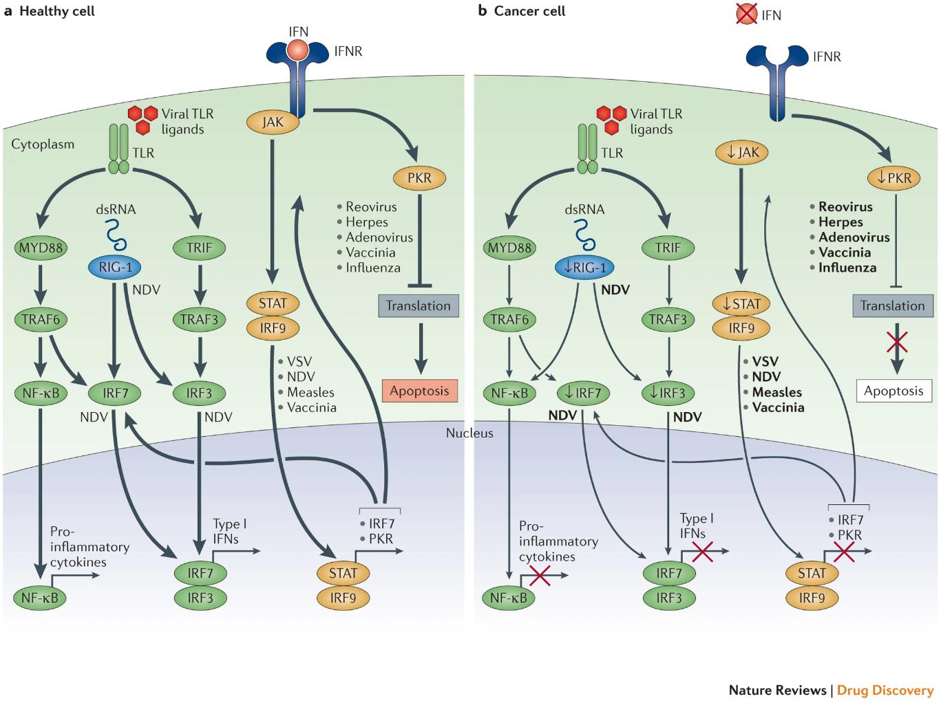 Figure 1. Oncolytic viruses can exploit cancer immune evasion pathways.