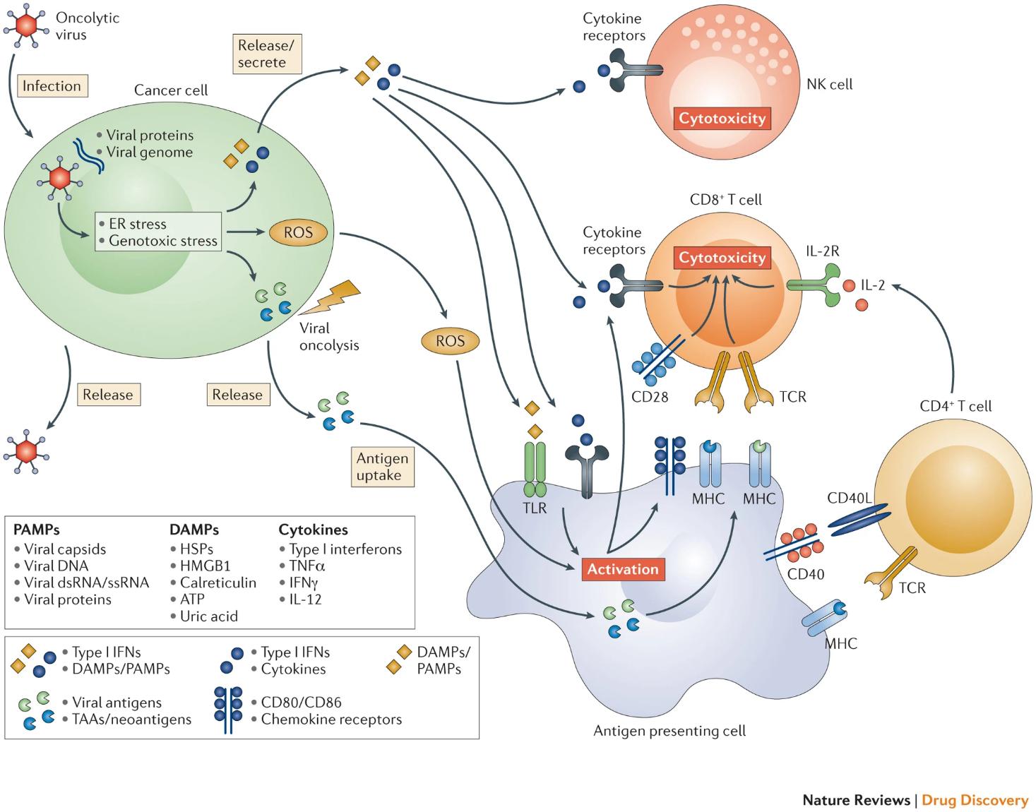 Figure 2. The induction of local and systemic anti-tumor immunity by oncolytic viruses.