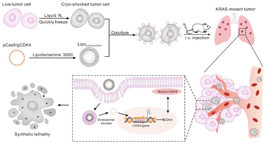 Figure 1. Schedule of LNT cells delivery of CRISPR-Cas9 nanoparticles for KRAS-mutant NSCLC treatment.