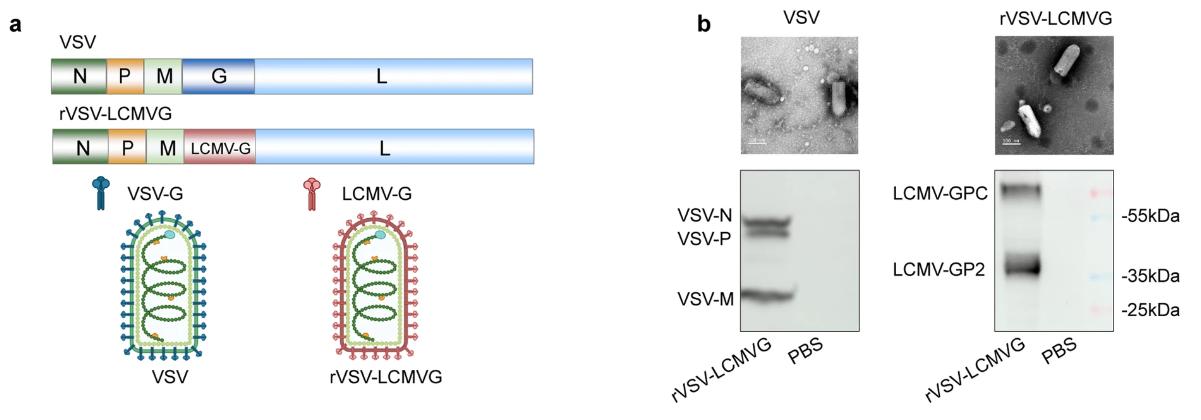 Figure 1. Schematic of oncolytic virus rVSV-LCMVG. 