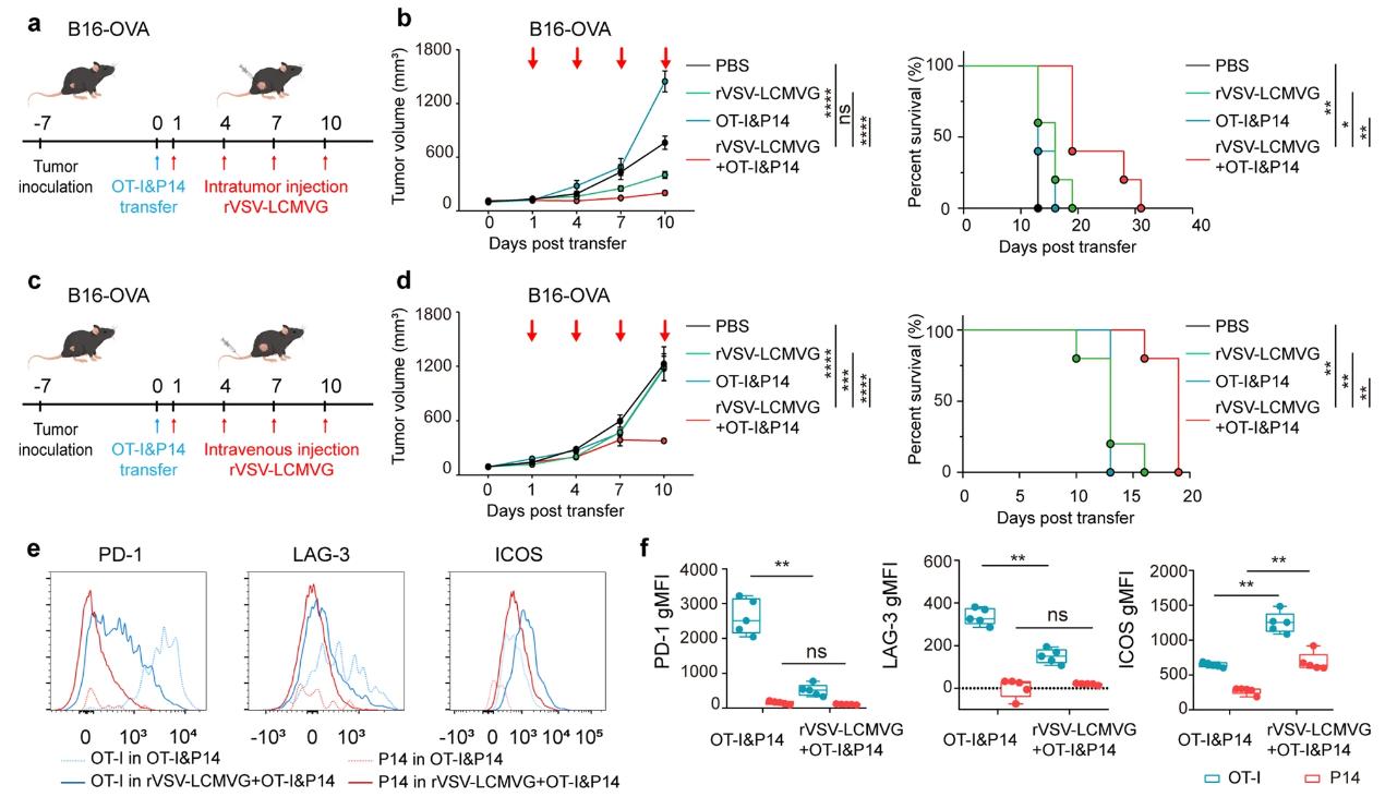 Figure 2. Adoptive transfer of T cells combined with oncolytic viruses can improve therapeutic efficacy.