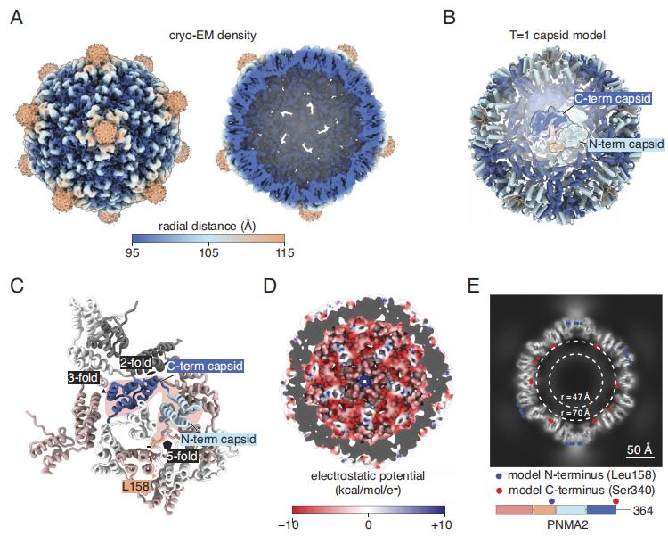 Figure 1. Cryo-EM structure of human PNMA2 capsids.