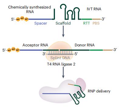Figure 1. Overview of the initial design scheme for ligation of pegRNA.