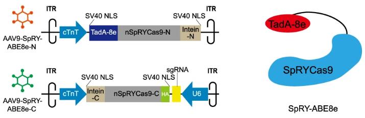 Figure 1. Schematic diagram of the dual AAV-SpRY-ABE8e system.