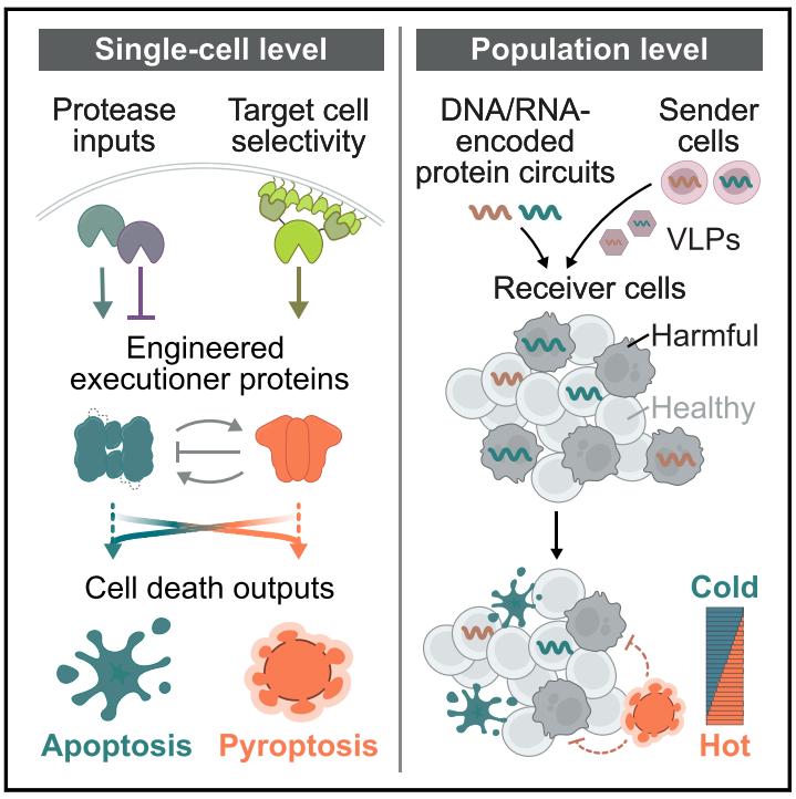 Figure 1. Naturally inspired protein engineering produces synpoptosis circuits that programmably control user-selectable death programs in target mammalian cells.