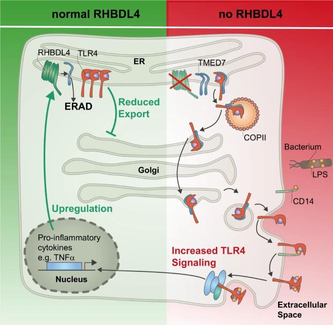 Figure 1. Model of RHBDL4-mediated negative feedback regulation of TLR4 signaling.