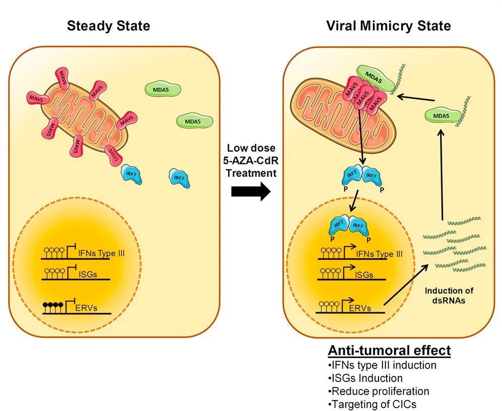 Figure 1. Schematic diagram of the mechanism by which epigenetic drugs trigger the phenomenon of virus mimicry.