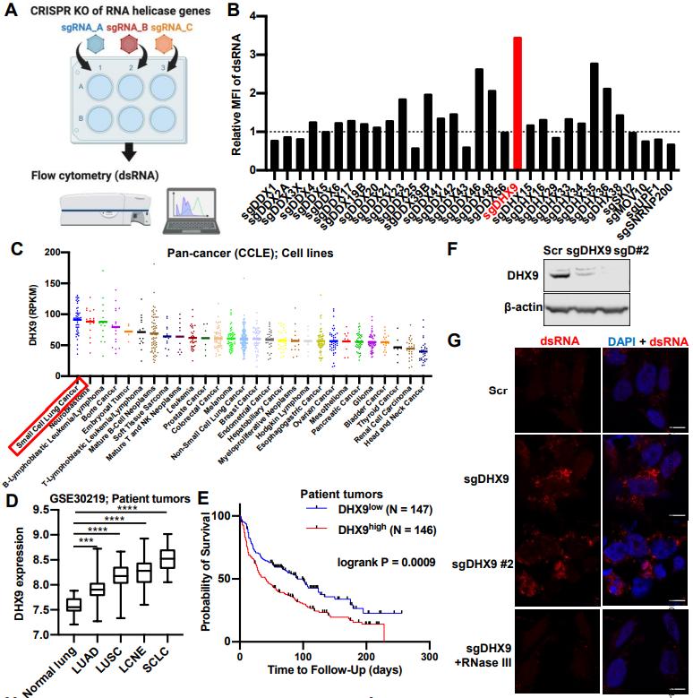 Figure 2. Screening process for DHX9 and its expression level in SCLC.